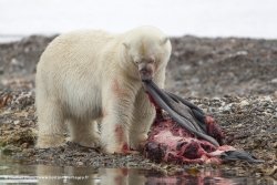 Ours polaire / Polar Bear