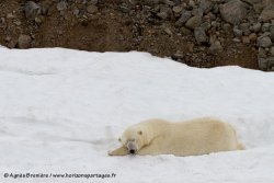 Ours polaire / Polar Bear