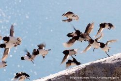 Mergules nains / Little Auks