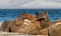 Morse / Walrus