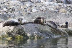 Phoques communs / Harbour Seals