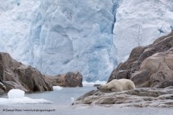 Ours polaire / Polar Bear