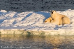 Ours polaire / Polar Bear