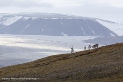 Rennes du Svalbard / Svalbard Reindeer