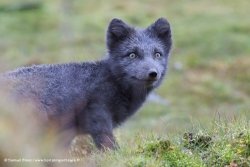 Renard arctique / Arctic Fox