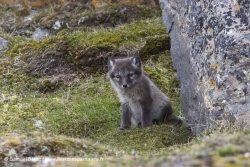 Renardeau arctique