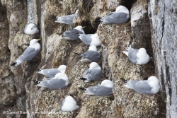 Mouettes tridactyles