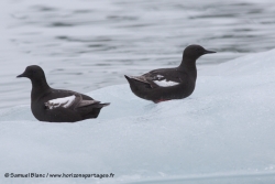 Guillemots à miroir sur de la glace