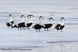 Eiders à duvet