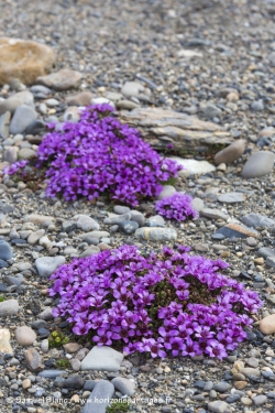 Saxifrages à feuilles opposées