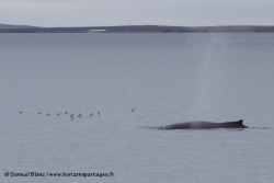 Baleine à bosse