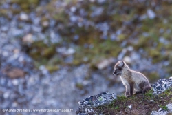 Renard arctique