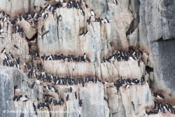 Guillemots de Brünnich