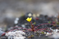 Saxifrage araignée