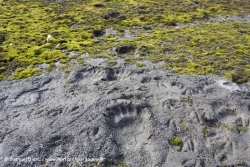 Trace d'ours dans la boue