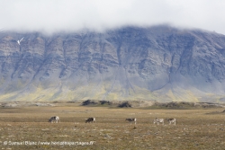 Renne du Svalbard