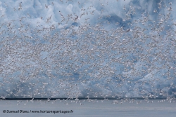 Oiseaux devant un front de glacier