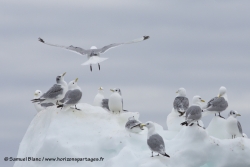 Mouettes tridactyles