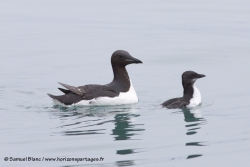 Guillemot de Brünnich et son jeune