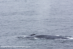 Baleine bleue