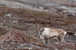 Renne du Svalbard