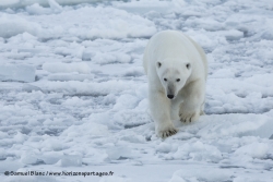 Ours polaire