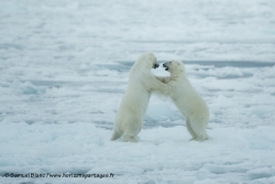 Ours polaires sur la banquise