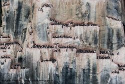Guillemots de Brünnich