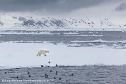 Ours polaire et mergules nains