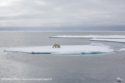 Ours polaire / Polar Bear