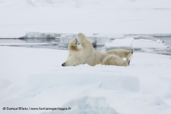 Ours polaire / Polar Bear