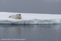 Jeune phoque barbu