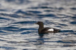 Guillemot à miroir