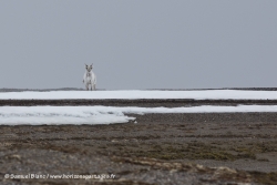 Renne du Svalbard