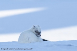 Renard arctique