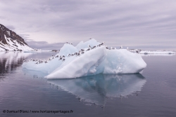 Iceberg et mouettes tridactyles