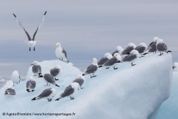 Mouettes tridactyles