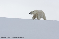 Ours polaire / Polar Bear