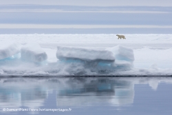 Ours polaire / Polar Bear