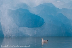 Fulmar boréal et iceberg