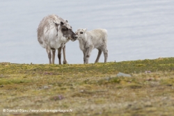 Rennes du Svalbard