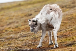 Renne du Svalbard