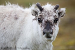 Renne du Svalbard