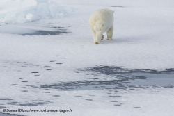 Ours polaire / Polar Bear