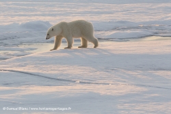 Ours polaire / Polar Bear