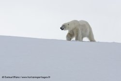 Ours polaire / Polar Bear Ours polaire / Polar Bear