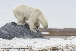 Ours polaire / Polar bear