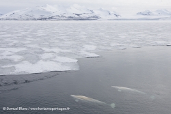 Bélougas / Belouga whales