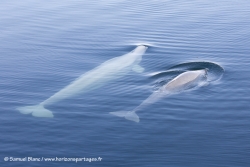 Bélougas / Belouga whales