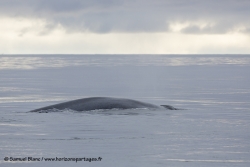 Baleine bleue / Blue whale